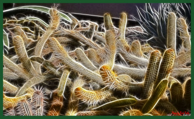 Plants from another planet?
