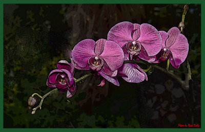 Pink Orchids