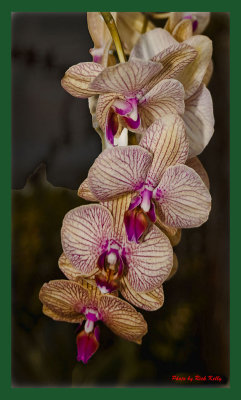 Posterized Orchid