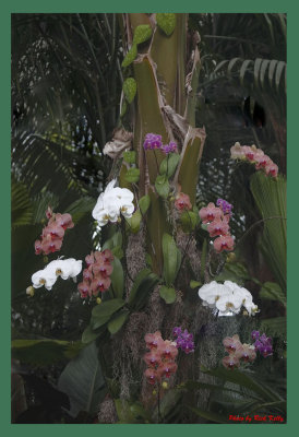 Orchid Display
