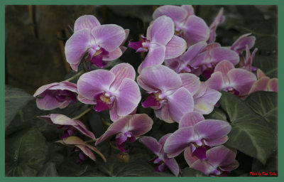 Light Purple Orchids