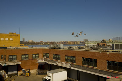 High Line New York View