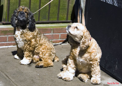 City Dogs