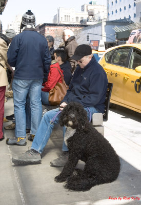 New York Dog