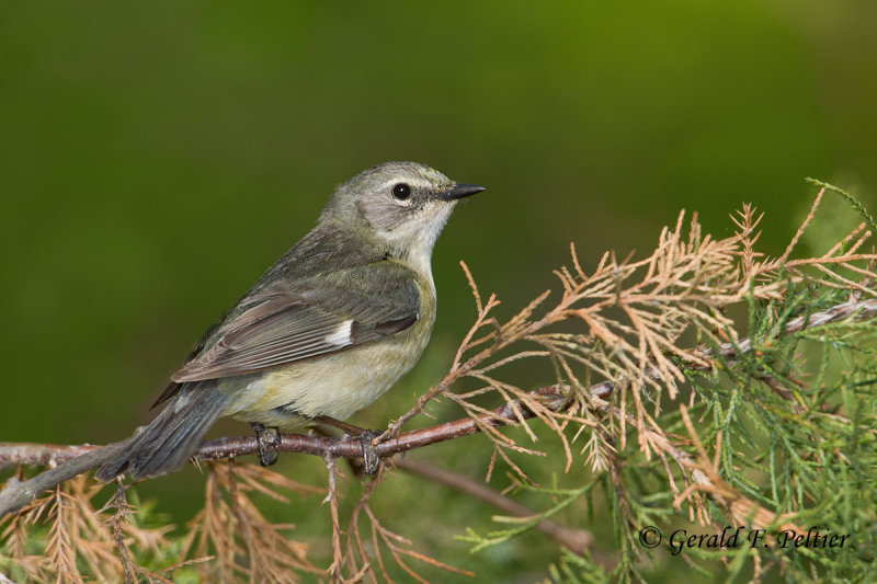 Black - throated Blue Warbler ( female )