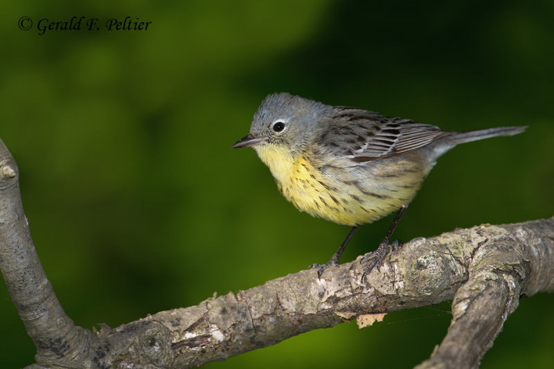 Kirtlands Warbler ( female )