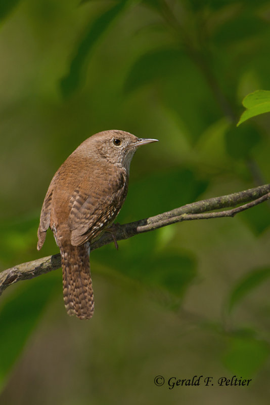 House Wren
