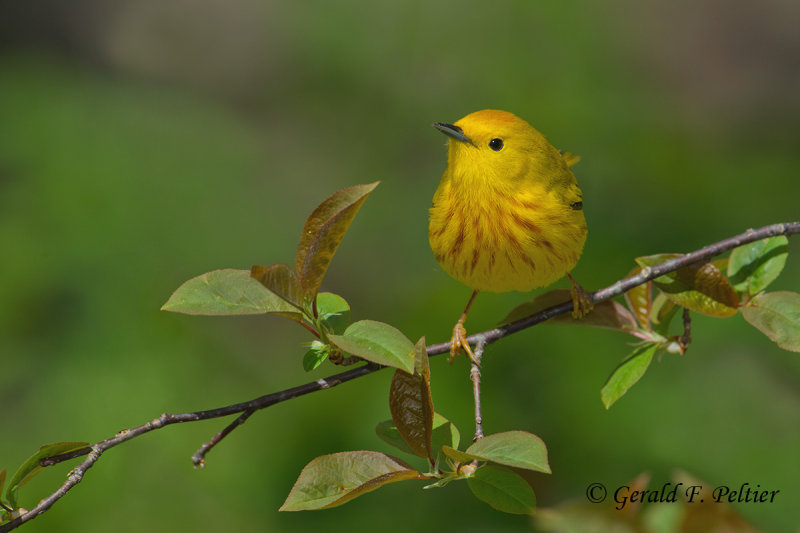 Yellow Warbler