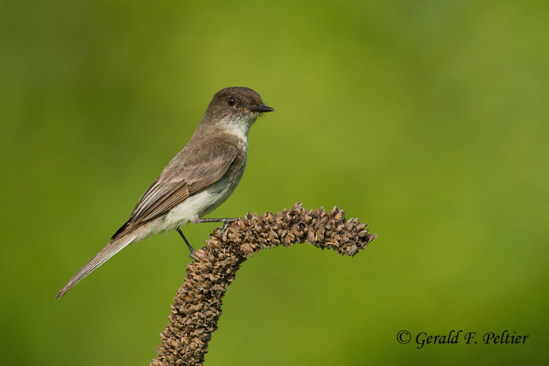 Eastern Phoebe