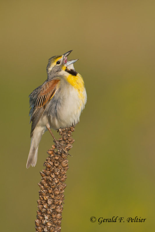 Dickcissel