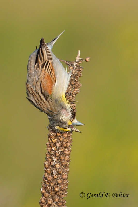 Dickcissel  rubbing his head on the mullen perch
