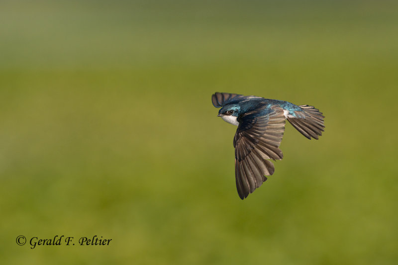 Tree Swallow