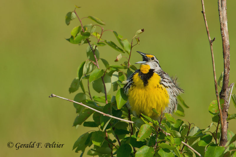 Eastern Meadowlark