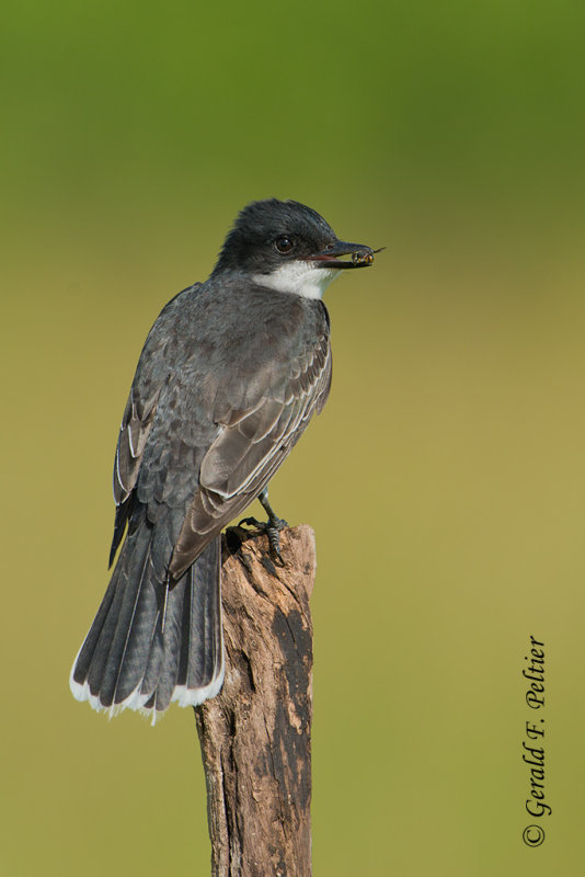 Eastern Kingbird