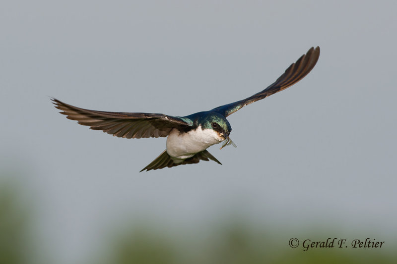 Tree Swallow