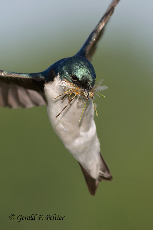 Tree Swallow , heading into nest box , to feed young.