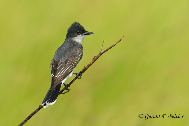 Eastern Kingbird