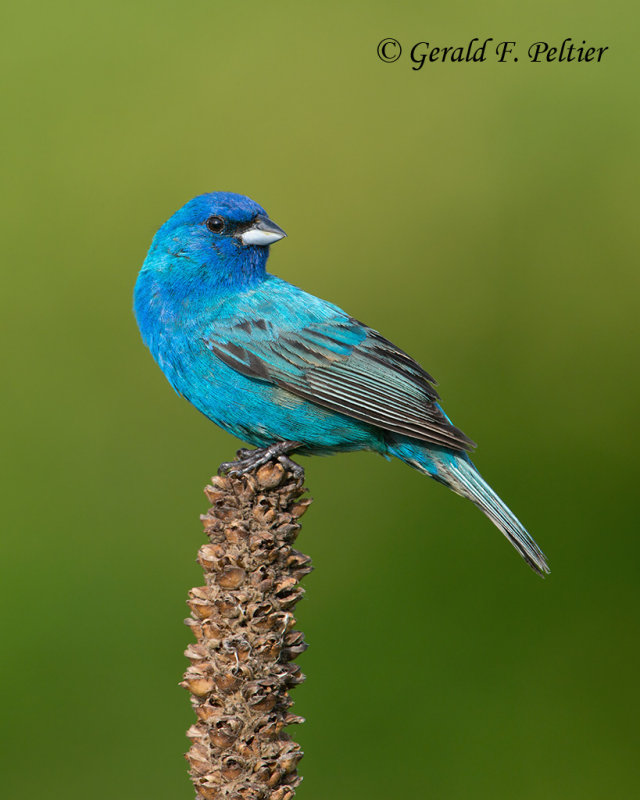 Indigo Bunting
