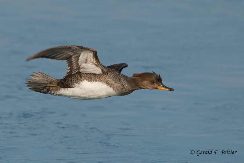 Hooded Merganser (f)