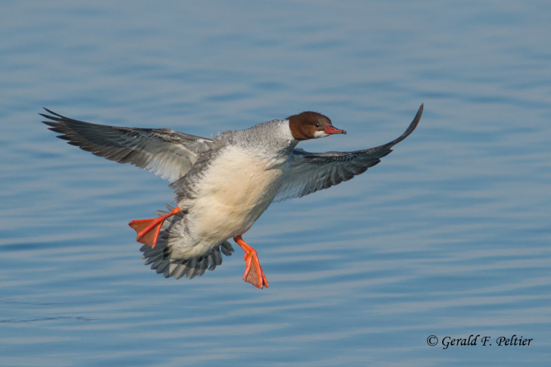 Common Merganser (f)