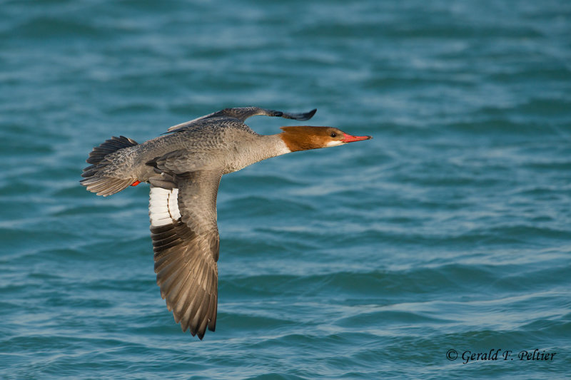 Common Merganser (f)