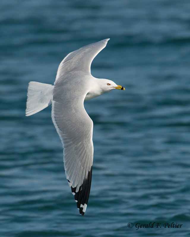 Ring - billed Gull