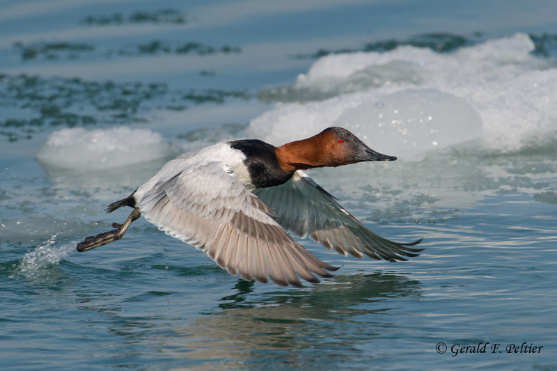 Canvasback