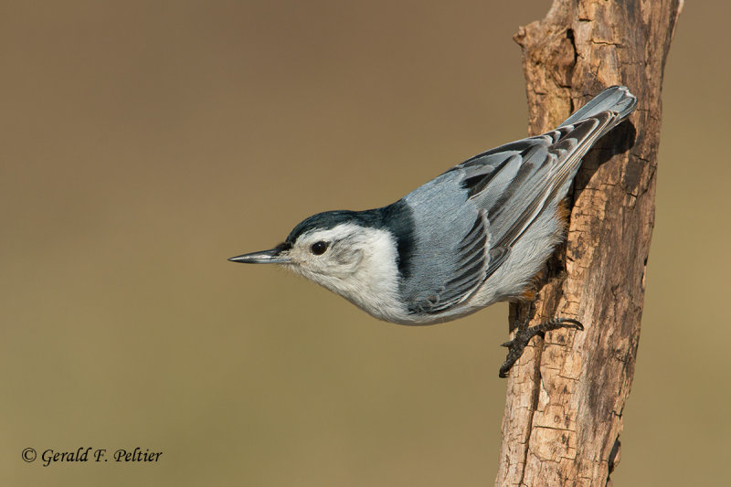 White - breasted Nuthatch