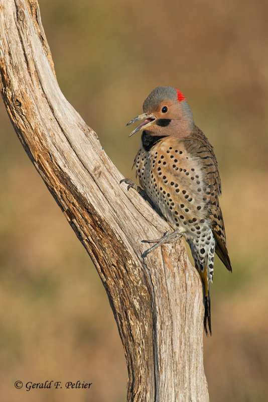 Northern Flicker (m)