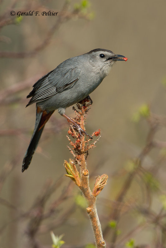 Gray Catbird