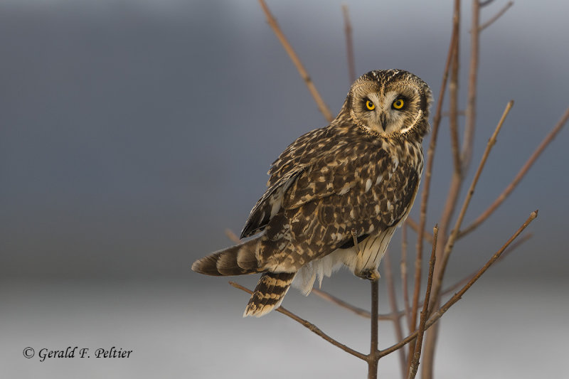 Short - eared Owl