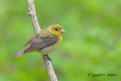 Summer Tanager  ( female )