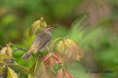 Palm Warbler