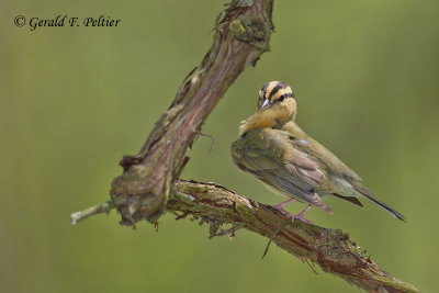 Worm - eating Warbler ( was preening his feathers , for this pose )