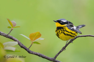 Magnolia Warbler