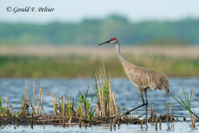 Sandhill Crane