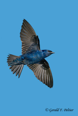 Purple Martin ( male )