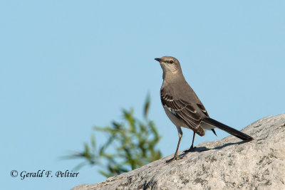 Northern Mockingbird