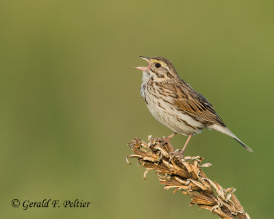 Savannah Sparrow