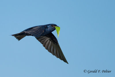 Purple Martin   heading to the nest