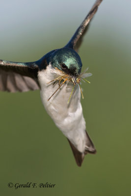 Tree Swallow , heading into nest box , to feed young.