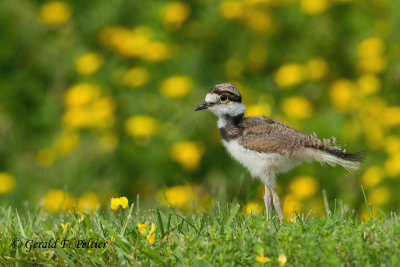 Killdeer chick 2 - 3 days old 3 - 4'' tall