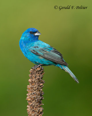 Indigo Bunting