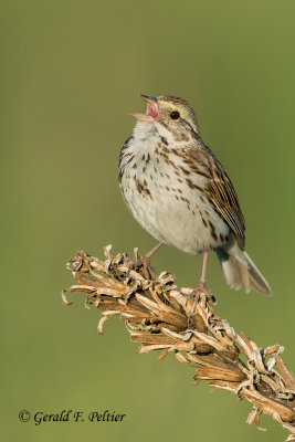 Savannah Sparrow 
