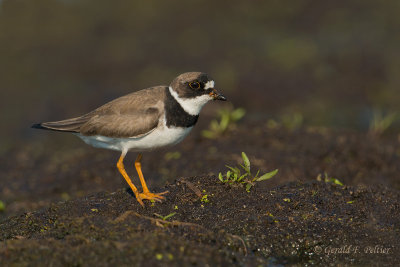 Semipalmated Plover