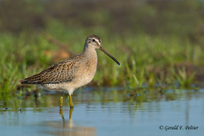Short - billed Dowitcher