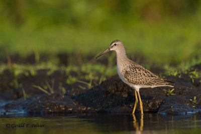 Stilt Sandpiper ( fall juvenile )