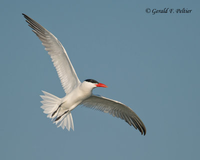 Caspian Tern