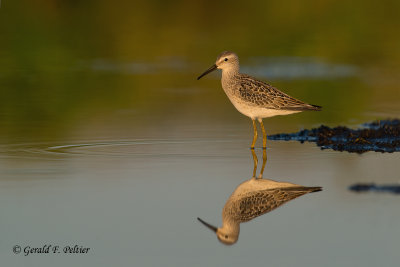 Stilt Sandpiper