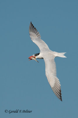 Caspian Tern